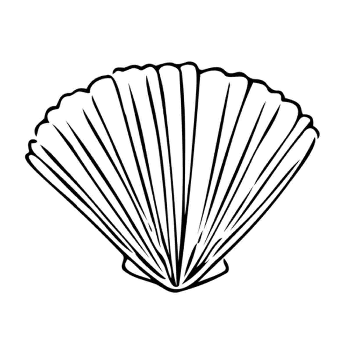 25 Seashell drawing ideas to draw this summer.