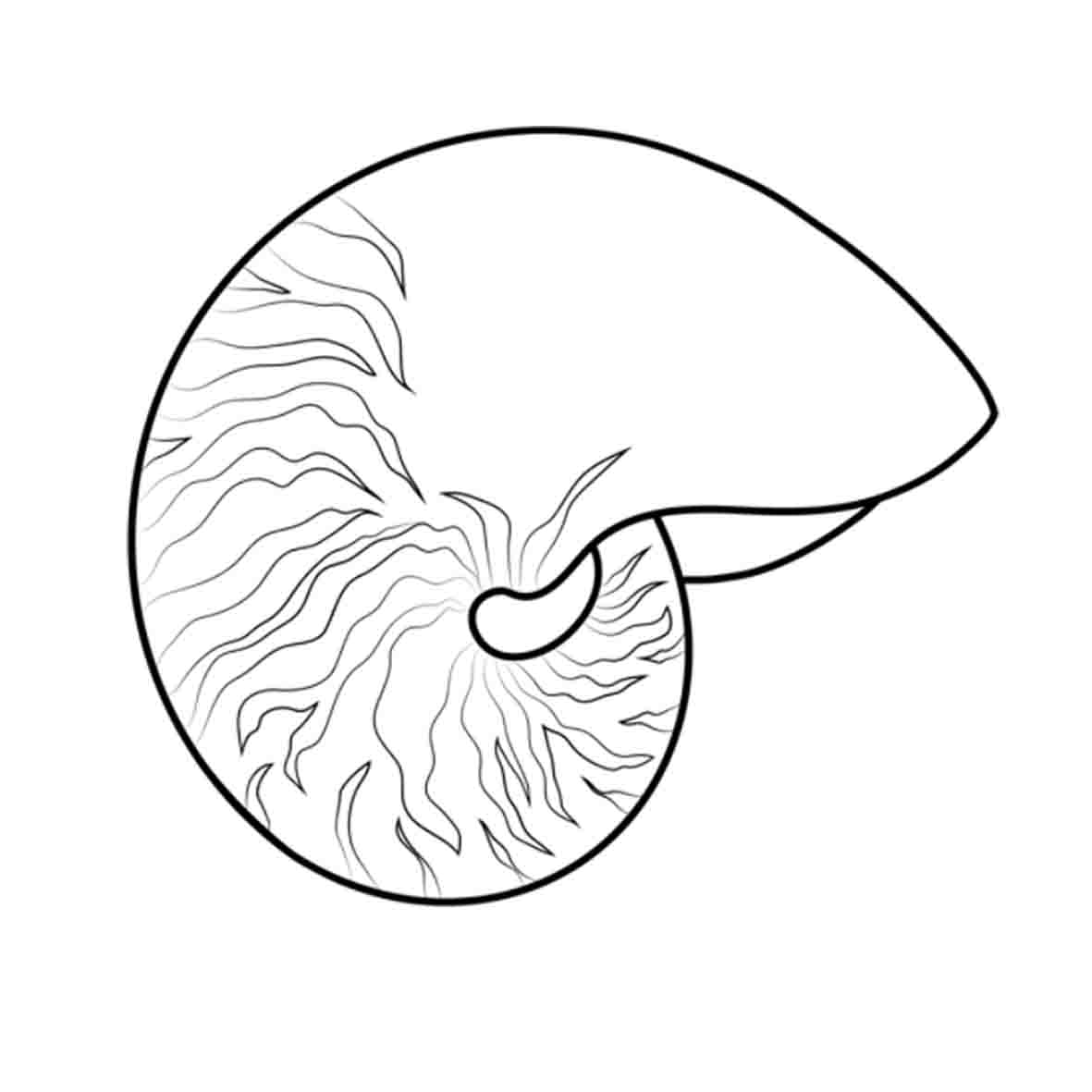 25 Seashell drawing ideas to draw this summer.